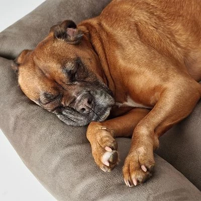 Panier Hunter Bologna Gris Pour Chien 8 Panier Hunter Bologna Gris Pour Chien - Afbeelding 8