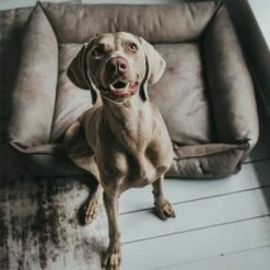 Panier Hunter Bologna Gris Pour Chien 13 Panier Hunter Bologna Gris Pour Chien -Aanbiedingen Zooplus Winkel 163796 hunter hundesofa bologna stein dog 90x70cm hs 10 4