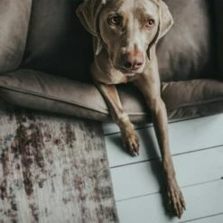 Panier Hunter Bologna Gris Pour Chien 21 Panier Hunter Bologna Gris Pour Chien -Aanbiedingen Zooplus Winkel 163796 hunter hundesofa bologna stein dog 90x70cm hs 11 8