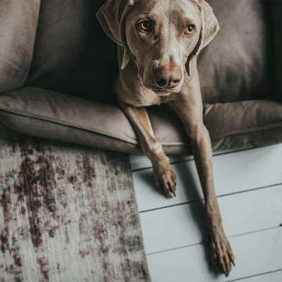 Panier Hunter Bologna Gris Pour Chien 11 Panier Hunter Bologna Gris Pour Chien - Afbeelding 11