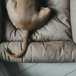 Panier Hunter Bologna Gris Pour Chien 19 Panier Hunter Bologna Gris Pour Chien -Aanbiedingen Zooplus Winkel 163796 hunter hundesofa bologna stein dog 90x70cm hs 12 7