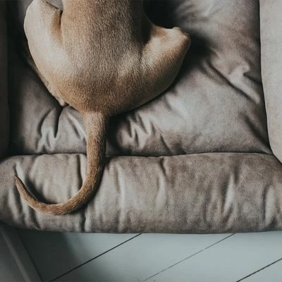 Panier Hunter Bologna Gris Pour Chien 9 Panier Hunter Bologna Gris Pour Chien - Afbeelding 9