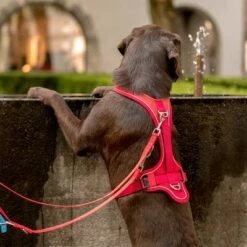 Laisse Réglable En Nylon Curli Rouge Pour Chien 12 Laisse Réglable En Nylon Curli Rouge Pour Chien -Aanbiedingen Zooplus Winkel 177396 curli verstellbare leine nylon rot hs 04 4