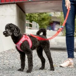 Laisse Réglable En Nylon Curli Rouge Pour Chien 13 Laisse Réglable En Nylon Curli Rouge Pour Chien -Aanbiedingen Zooplus Winkel 177396 curli verstellbare leine nylon rot hs 05 8