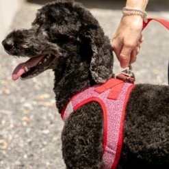 Laisse Réglable En Nylon Curli Rouge Pour Chien 10 Laisse Réglable En Nylon Curli Rouge Pour Chien -Aanbiedingen Zooplus Winkel 177396 curli verstellbare leine nylon rot hs 07 3