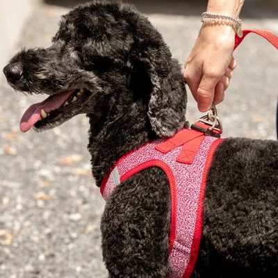 Laisse Réglable En Nylon Curli Rouge Pour Chien 4 Laisse Réglable En Nylon Curli Rouge Pour Chien - Afbeelding 4