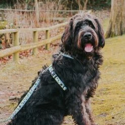 Laisse Multifonctions Max & Molly Black Sheep Pour Chien 11 Laisse Multifonctions Max & Molly Black Sheep Pour Chien -Aanbiedingen Zooplus Winkel 190402 190403 190404 maxnmolly multifunktionsleine blacksheep hs 03 7