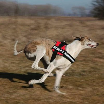 Julius K9 Harnais JULIUS-K9® Power, Rouge Pour Chien 2 Julius K9 Harnais JULIUS-K9® Power, Rouge Pour Chien - Afbeelding 2