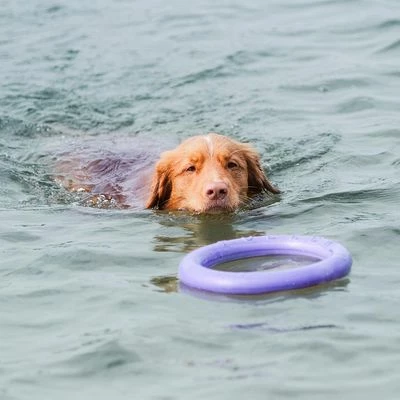 Anneaux Ferplast Puller Pour Chien 13 Anneaux Ferplast Puller Pour Chien - Afbeelding 13