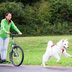 Laisse De Poche Curli Ultra-résistante Pour Chien 13 Laisse De Poche Curli Ultra-résistante Pour Chien -Aanbiedingen Zooplus Winkel 267896 267897 ultrastarke taschenleine hs 07 2