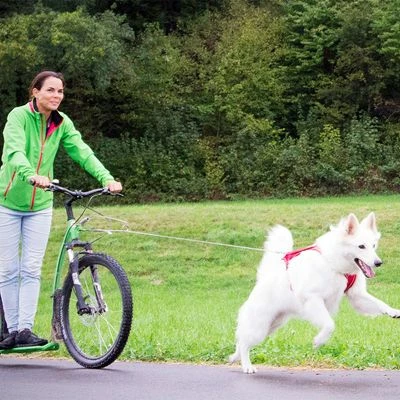 Laisse De Poche Curli Ultra-résistante Pour Chien 3 Laisse De Poche Curli Ultra-résistante Pour Chien - Afbeelding 3