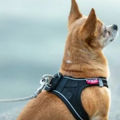 Laisse De Poche Curli Ultra-résistante Pour Chien 19 Laisse De Poche Curli Ultra-résistante Pour Chien -Aanbiedingen Zooplus Winkel 267896 267897 ultrastarke taschenleine hs 09 8