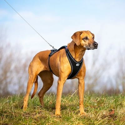 Laisse De Poche Curli Ultra-résistante Pour Chien 11 Laisse De Poche Curli Ultra-résistante Pour Chien - Afbeelding 11