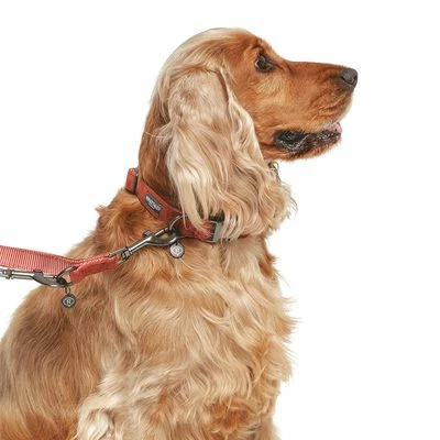 Laisse Nomad Tales Blush, Rosé Pour Chien 14 Laisse Nomad Tales Blush, Rosé Pour Chien - Afbeelding 14