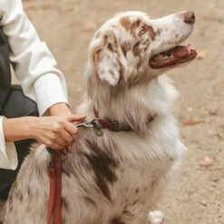 Laisse Nomad Tales Blush, Rosé Pour Chien 22 Laisse Nomad Tales Blush, Rosé Pour Chien -Aanbiedingen Zooplus Winkel 325600 325601 nomadtales blush hundeleine rose hs 05 0