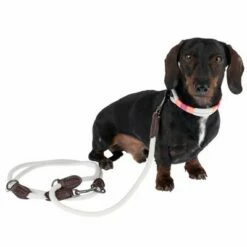 Laisse Nomad Tales Spirit, Gris Pierre Pour Chien -Aanbiedingen Zooplus Winkel 329197 329397 spirit xs fg 7690 5