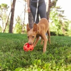 Balle Ajourée Nomad Tales Bloom Pour Chien -Aanbiedingen Zooplus Winkel 379800 nomad tales bloom trapped ball hs 06 7