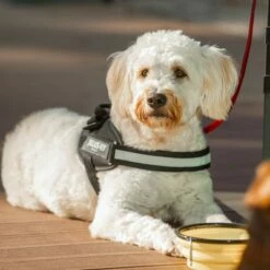 Julius K9 Harnais JULIUS-K9 IDC® Power, Noir Pour Chien 19 Julius K9 Harnais JULIUS-K9 IDC® Power, Noir Pour Chien -Aanbiedingen Zooplus Winkel 65902 julius k9 idc powergeschirr schwarz hs10 7