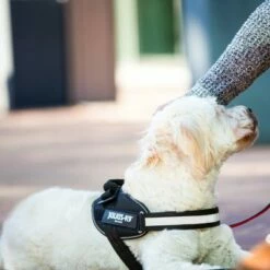 Julius K9 Harnais JULIUS-K9 IDC® Power, Noir Pour Chien 21 Julius K9 Harnais JULIUS-K9 IDC® Power, Noir Pour Chien -Aanbiedingen Zooplus Winkel 65902 julius k9 idc powergeschirr schwarz hs8 3