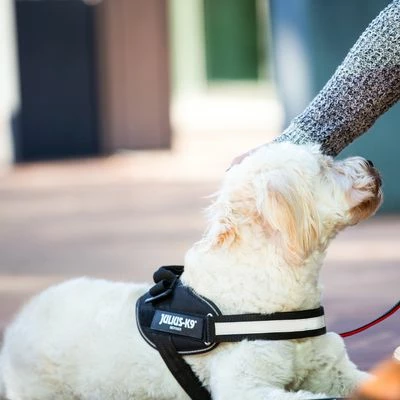 Julius K9 Harnais JULIUS-K9 IDC® Power, Noir Pour Chien 10 Julius K9 Harnais JULIUS-K9 IDC® Power, Noir Pour Chien - Afbeelding 10