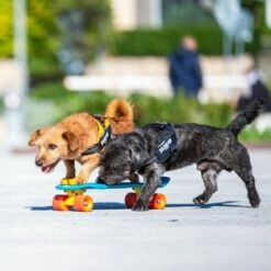 Julius K9 Harnais JULIUS-K9 IDC® Power, Noir Pour Chien 16 Julius K9 Harnais JULIUS-K9 IDC® Power, Noir Pour Chien -Aanbiedingen Zooplus Winkel 65902 julius k9 idc powergeschirr schwarz hs9 9