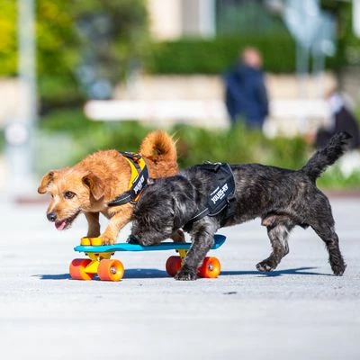 Julius K9 Harnais JULIUS-K9 IDC® Power, Noir Pour Chien 5 Julius K9 Harnais JULIUS-K9 IDC® Power, Noir Pour Chien - Afbeelding 5