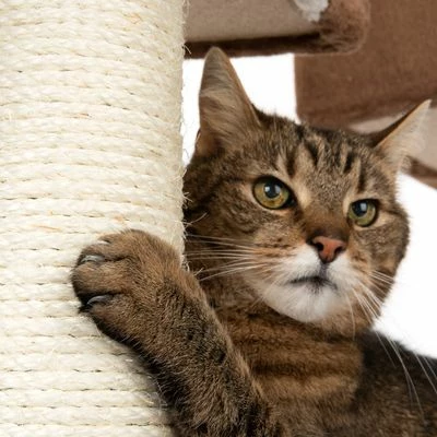 Arbre à Chat Maison En Pain D'épice Avec échelle 9 Arbre à Chat Maison En Pain D'épice Avec échelle - Afbeelding 9