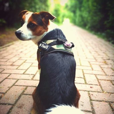 Julius K9 Harnais JULIUS-K9 IDC® Power, Camouflage Pour Chien 2 Julius K9 Harnais JULIUS-K9 IDC® Power, Camouflage Pour Chien - Afbeelding 2