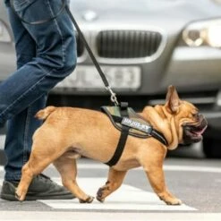 Julius K9 Harnais JULIUS-K9 IDC® Power, Camouflage Pour Chien 14 Julius K9 Harnais JULIUS-K9 IDC® Power, Camouflage Pour Chien -Aanbiedingen Zooplus Winkel 73991 julius k9 idc powergeschirr camouflage hs7 8