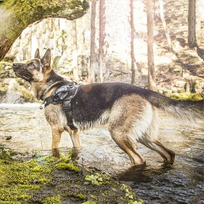 Julius K9 Harnais JULIUS-K9 IDC® Power, Camouflage Pour Chien 10 Julius K9 Harnais JULIUS-K9 IDC® Power, Camouflage Pour Chien - Afbeelding 10