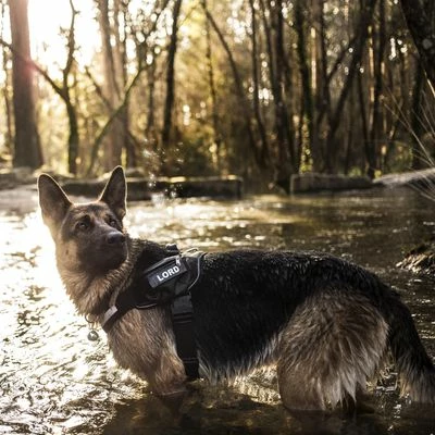 Julius K9 Harnais JULIUS-K9 IDC® Power, Camouflage Pour Chien 9 Julius K9 Harnais JULIUS-K9 IDC® Power, Camouflage Pour Chien - Afbeelding 9