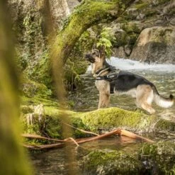 Julius K9 Harnais JULIUS-K9 IDC® Power, Camouflage Pour Chien 15 Julius K9 Harnais JULIUS-K9 IDC® Power, Camouflage Pour Chien -Aanbiedingen Zooplus Winkel 74075 julius k9 idc powergeschirr camouflage 4 3