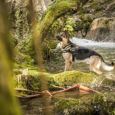 Julius K9 Harnais JULIUS-K9 IDC® Power, Camouflage Pour Chien 5 Julius K9 Harnais JULIUS-K9 IDC® Power, Camouflage Pour Chien - Afbeelding 5