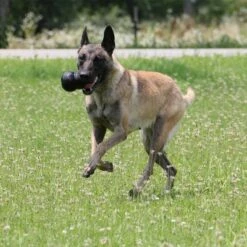 Lot Kong Extreme Pour Chien 33 Lot Kong Extreme Pour Chien -Aanbiedingen Zooplus Winkel 74319 kongextremeschwarz hs 04 9