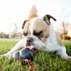 Lot Kong Extreme Pour Chien 25 Lot Kong Extreme Pour Chien -Aanbiedingen Zooplus Winkel 74319 kongextremeschwarz hs 05 5