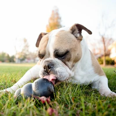 Lot Kong Extreme Pour Chien 8 Lot Kong Extreme Pour Chien - Afbeelding 8