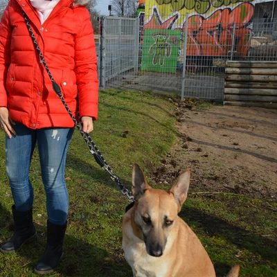 Julius K9 Laisse Réglable En Corde De Nylon JULIUS-K9 IDC® Pour Chien 4 Julius K9 Laisse Réglable En Corde De Nylon JULIUS-K9 IDC® Pour Chien - Afbeelding 4