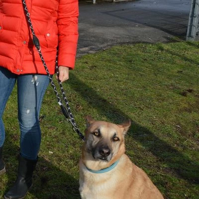 Julius K9 Laisse Réglable En Corde De Nylon JULIUS-K9 IDC® Pour Chien 2 Julius K9 Laisse Réglable En Corde De Nylon JULIUS-K9 IDC® Pour Chien - Afbeelding 2