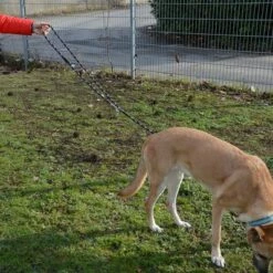 Julius K9 Laisse Réglable En Corde De Nylon JULIUS-K9 IDC® Pour Chien 15 Julius K9 Laisse Réglable En Corde De Nylon JULIUS-K9 IDC® Pour Chien -Aanbiedingen Zooplus Winkel 89698 juliusk9 idcadjustableropeleash hs 13 2