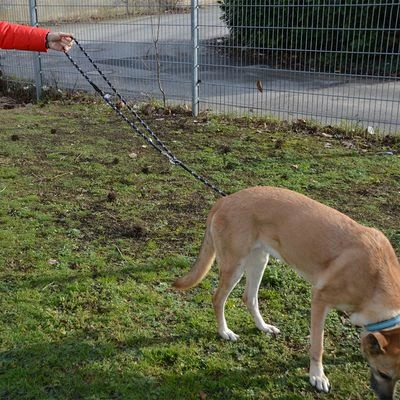 Julius K9 Laisse Réglable En Corde De Nylon JULIUS-K9 IDC® Pour Chien 7 Julius K9 Laisse Réglable En Corde De Nylon JULIUS-K9 IDC® Pour Chien - Afbeelding 7