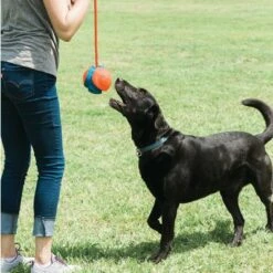Balle Rope Fetch Chuckit! Pour Chien 8 Balle Rope Fetch Chuckit! Pour Chien -Aanbiedingen Zooplus Winkel 99704 petmate chuckit rope fetch hs 04 5