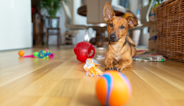 Aanbiedingen Zooplus Winkel 32 Aanbiedingen Zooplus Winkel -Aanbiedingen Zooplus Winkel Speelgoed voor hond kat en paard
