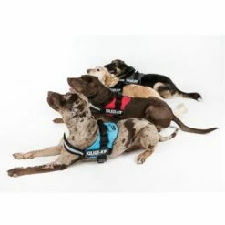 Julius K9 Harnais JULIUS-K9® Power, Rouge Pour Chien 9 Julius K9 Harnais JULIUS-K9® Power, Rouge Pour Chien -Aanbiedingen Zooplus Winkel juliusk9 powergeschirr 4 farben 4