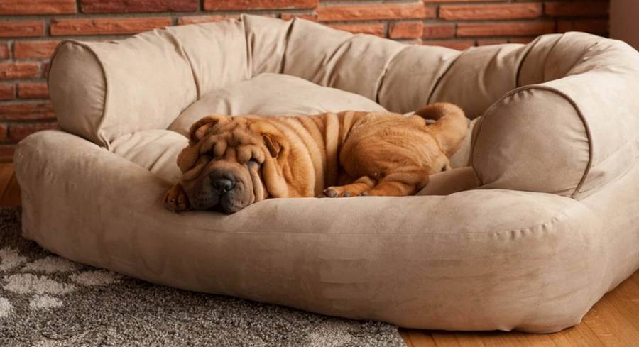 Aanbiedingen Zooplus Winkel -Aanbiedingen Zooplus Winkel panier niche coussin chien