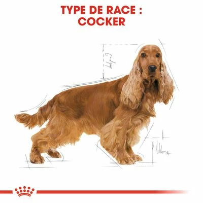 Royal Canin Cocker Adult Pour Chien 6 Royal Canin Cocker Adult Pour Chien - Afbeelding 6