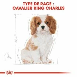 Royal Canin Cavalier King Charles Puppy Pour Chiot -Aanbiedingen Zooplus Winkel rc bhn puppycavalierkingcharles cm eretailkit 4 fr fr 8
