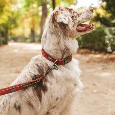 Laisse Nomad Tales Blush, Rosé Pour Chien 3 Laisse Nomad Tales Blush, Rosé Pour Chien - Afbeelding 3